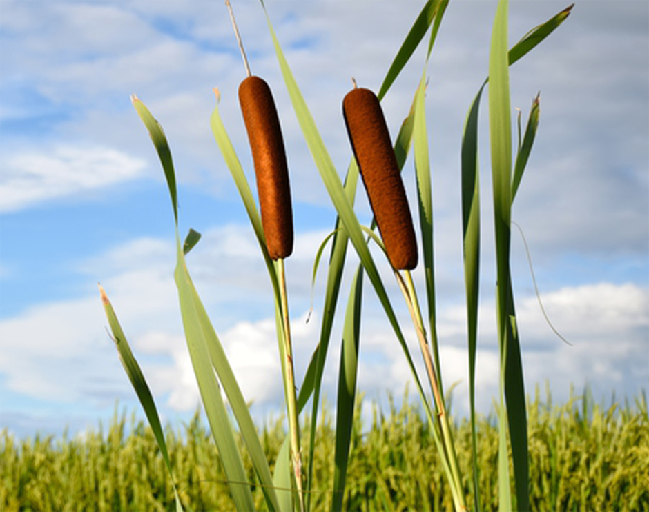 ガマ（ガマ科ガマ属の多年草の抽水植物）