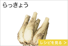 らっきょう　鳥取県